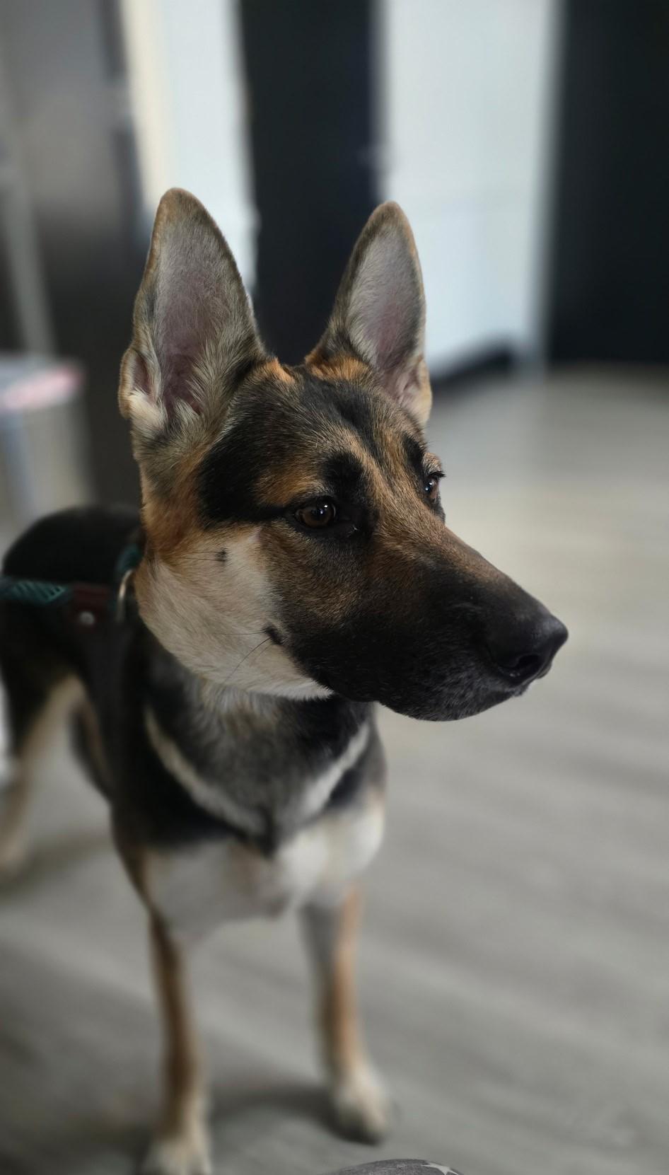 Enlarge Kirsty, a Adoptable German Shepherd Dog in Fresno, CA image 6/6