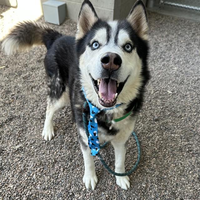JACK, Adoptable, Adult Male Husky.