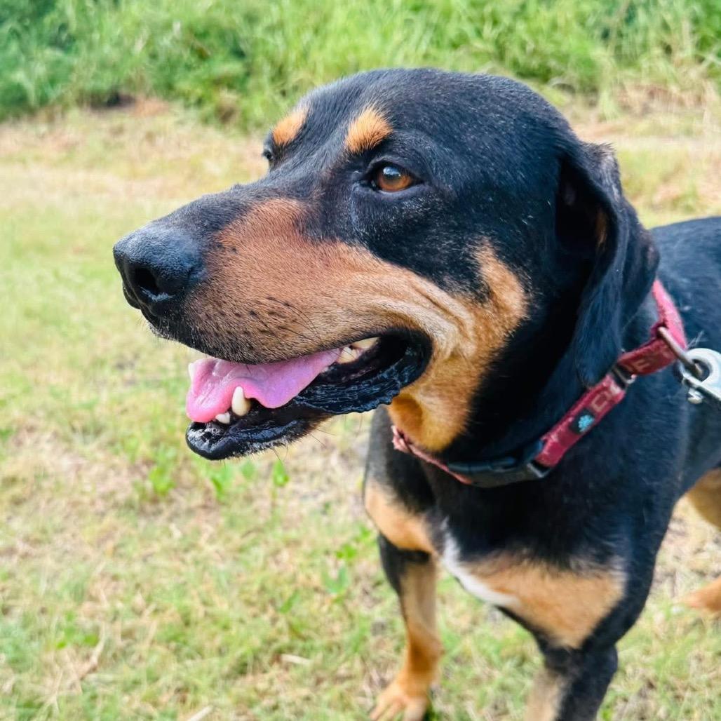 Coal, a Adoptable Hound in Natchitoches, LA image 2/6