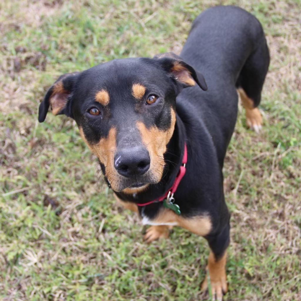 Coal, a Adoptable Hound in Natchitoches, LA image 3/6