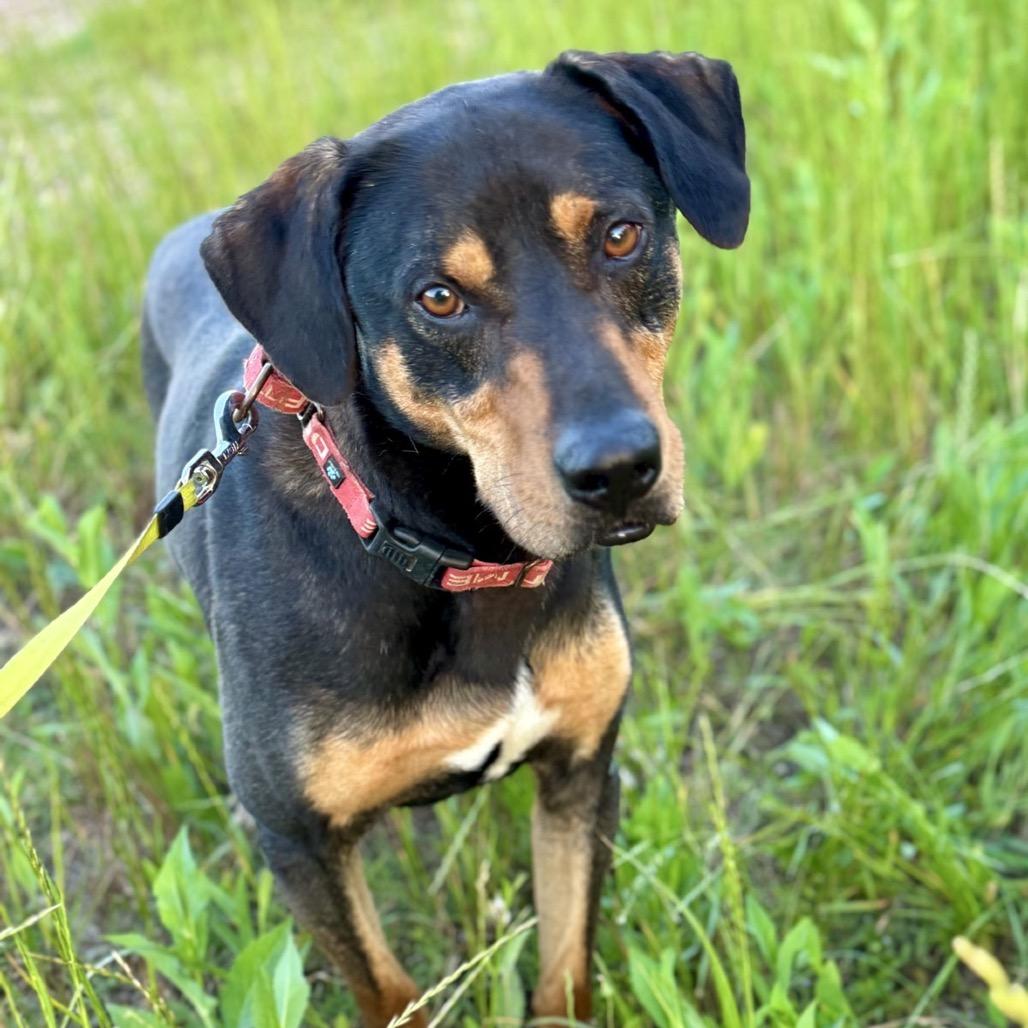 Enlarge Coal, a Adoptable Hound in Natchitoches, LA image 3/6