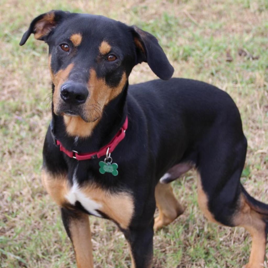 Coal, a Adoptable Hound in Natchitoches, LA image 4/6