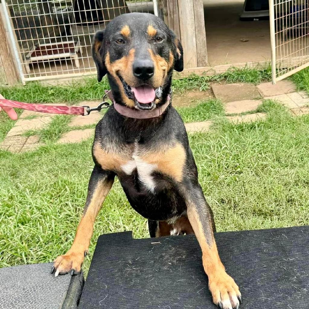 Enlarge Coal, a Adoptable Hound in Natchitoches, LA image 4/6