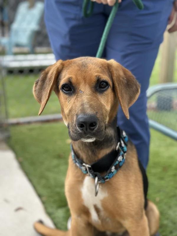 Enlarge Presley, a Adopted mixed breed in Hamilton, ON image 3/3