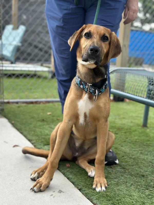 Enlarge Presley, a Adopted mixed breed in Hamilton, ON image 2/3
