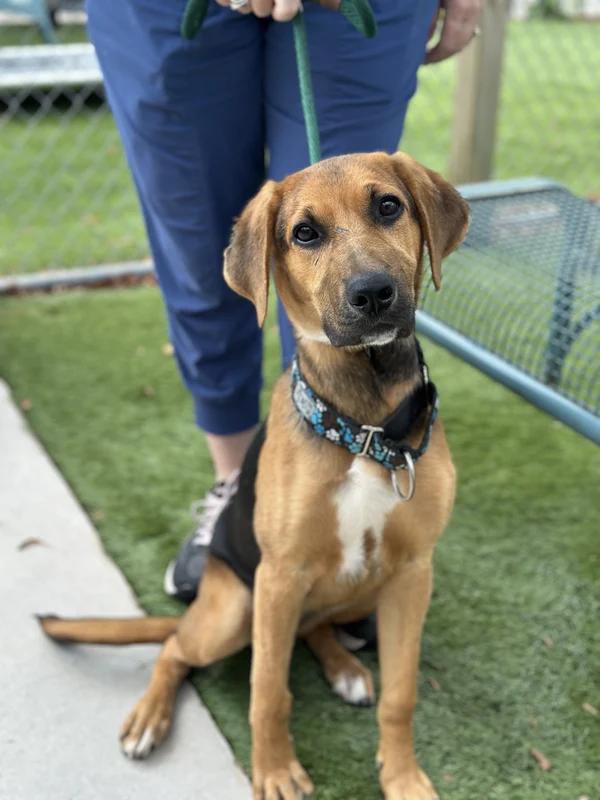 Presley, Adopted, Young Female Mixed Breed.