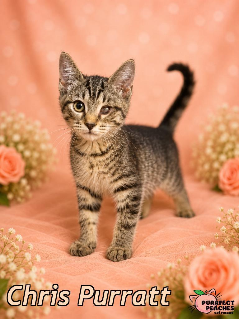 Chris Purratt, Adoptable, Kitten Male Domestic Short Hair.