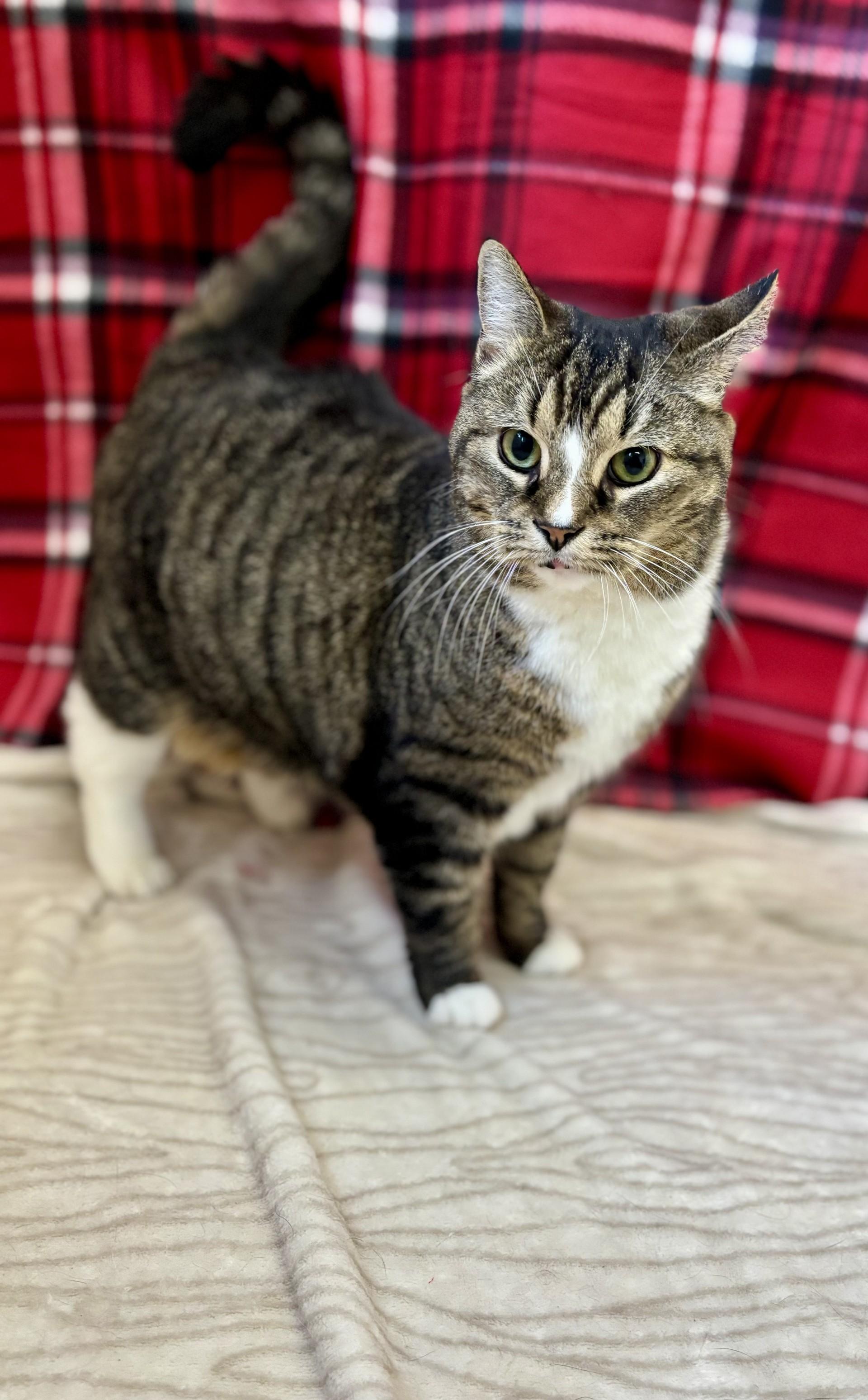 Enlarge Whitney, a ADOPTABLE mixed breed in Upper Sandusky, OH image 1/3