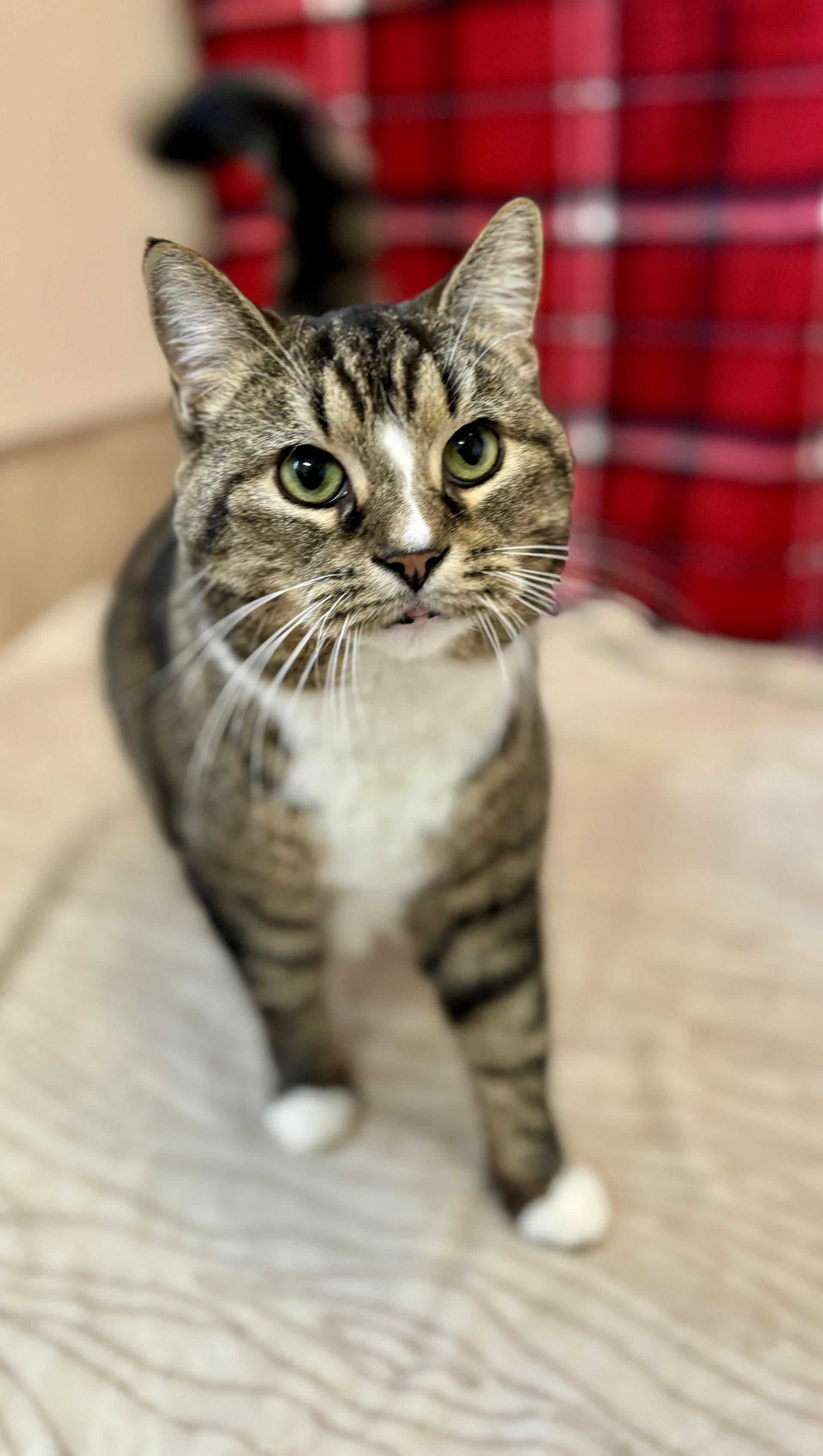 Enlarge Whitney, a ADOPTABLE mixed breed in Upper Sandusky, OH image 3/3