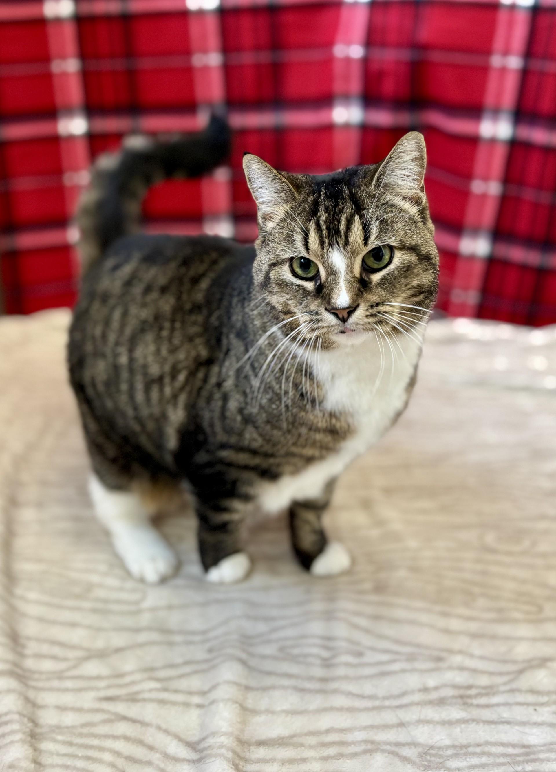 Enlarge Whitney, a ADOPTABLE mixed breed in Upper Sandusky, OH image 2/3