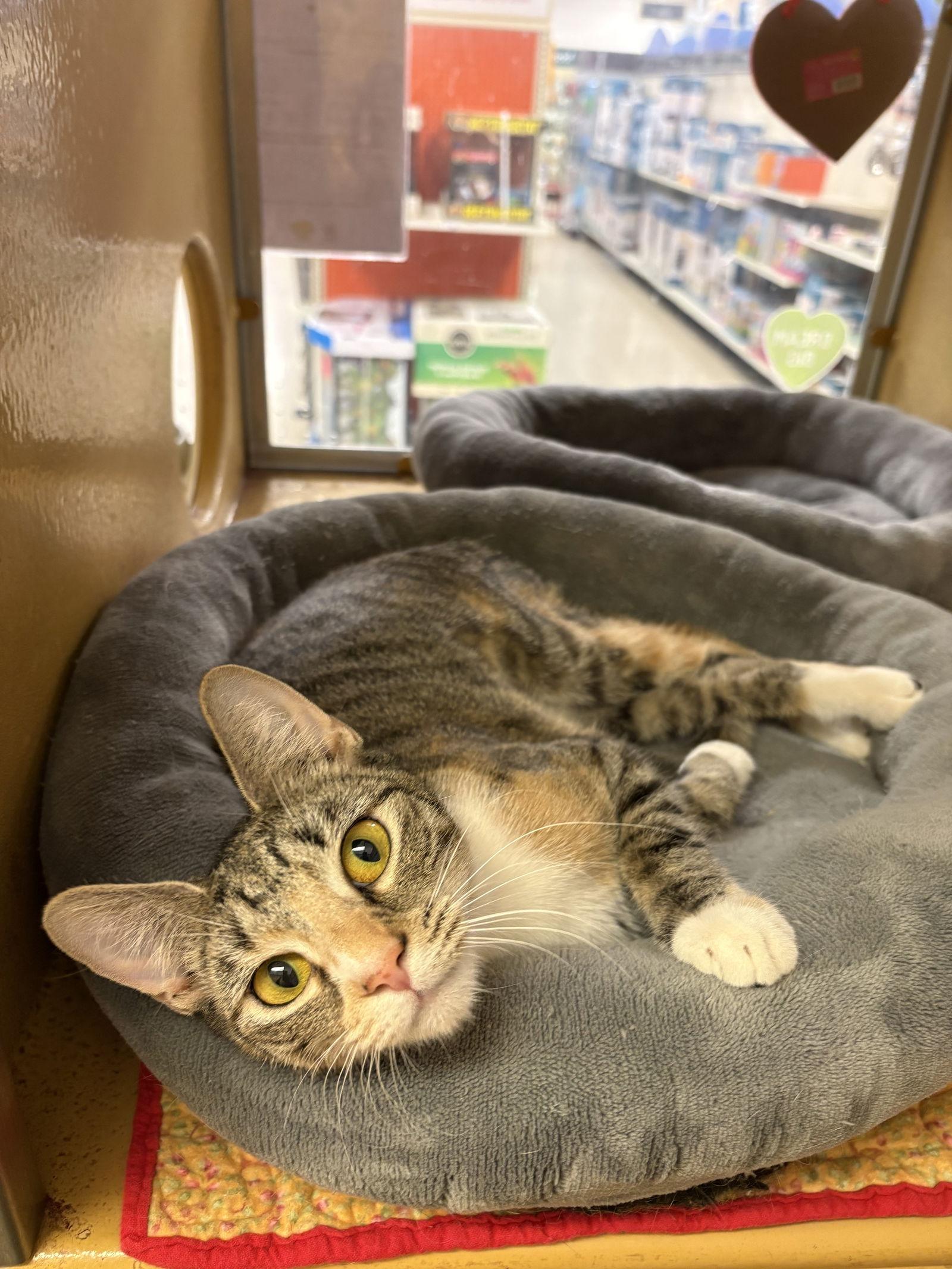 Enlarge Isabella, a Adoptable mixed breed in Yardley, PA image 1/3