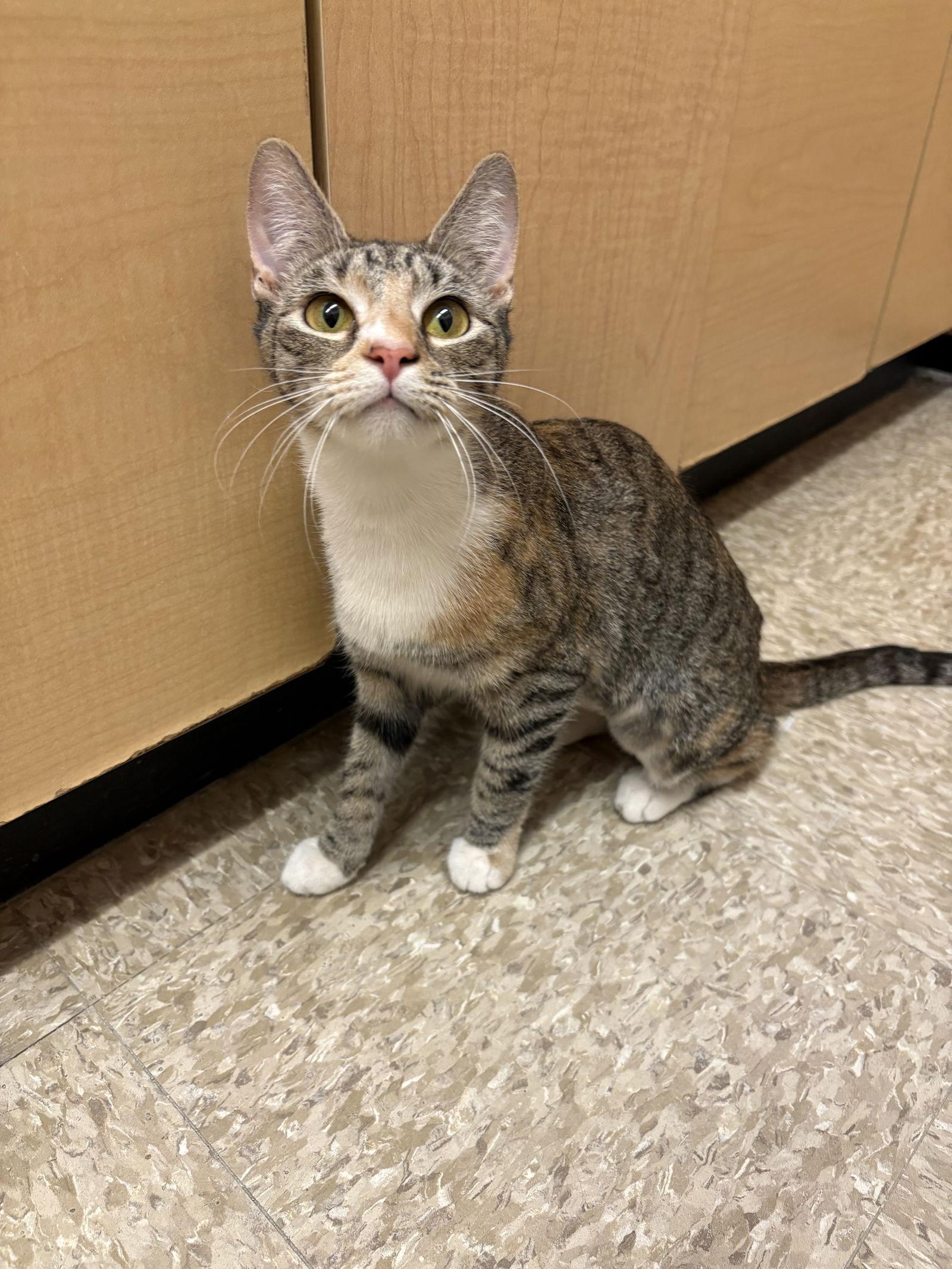 Enlarge Isabella, a Adoptable mixed breed in Yardley, PA image 2/3