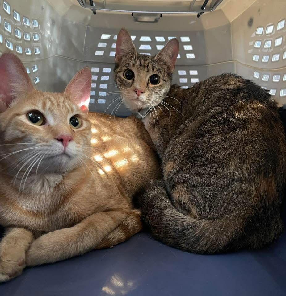 Enlarge Isabella, a Adoptable mixed breed in Yardley, PA image 3/3