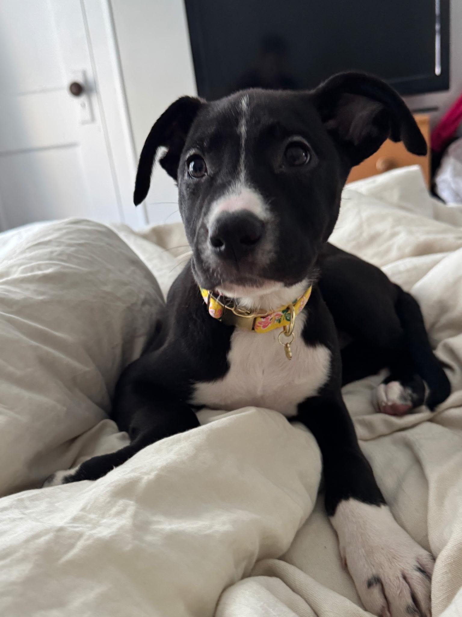 Enlarge Millie, a Adoptable mixed breed in Crystal Lake, IL image 4/6