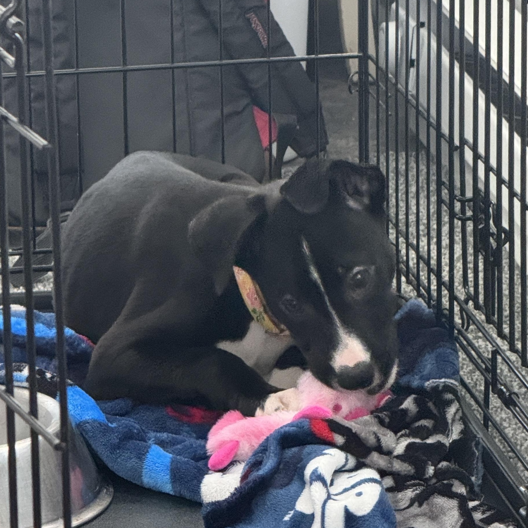 Enlarge Millie, a Adoptable mixed breed in Crystal Lake, IL image 2/6