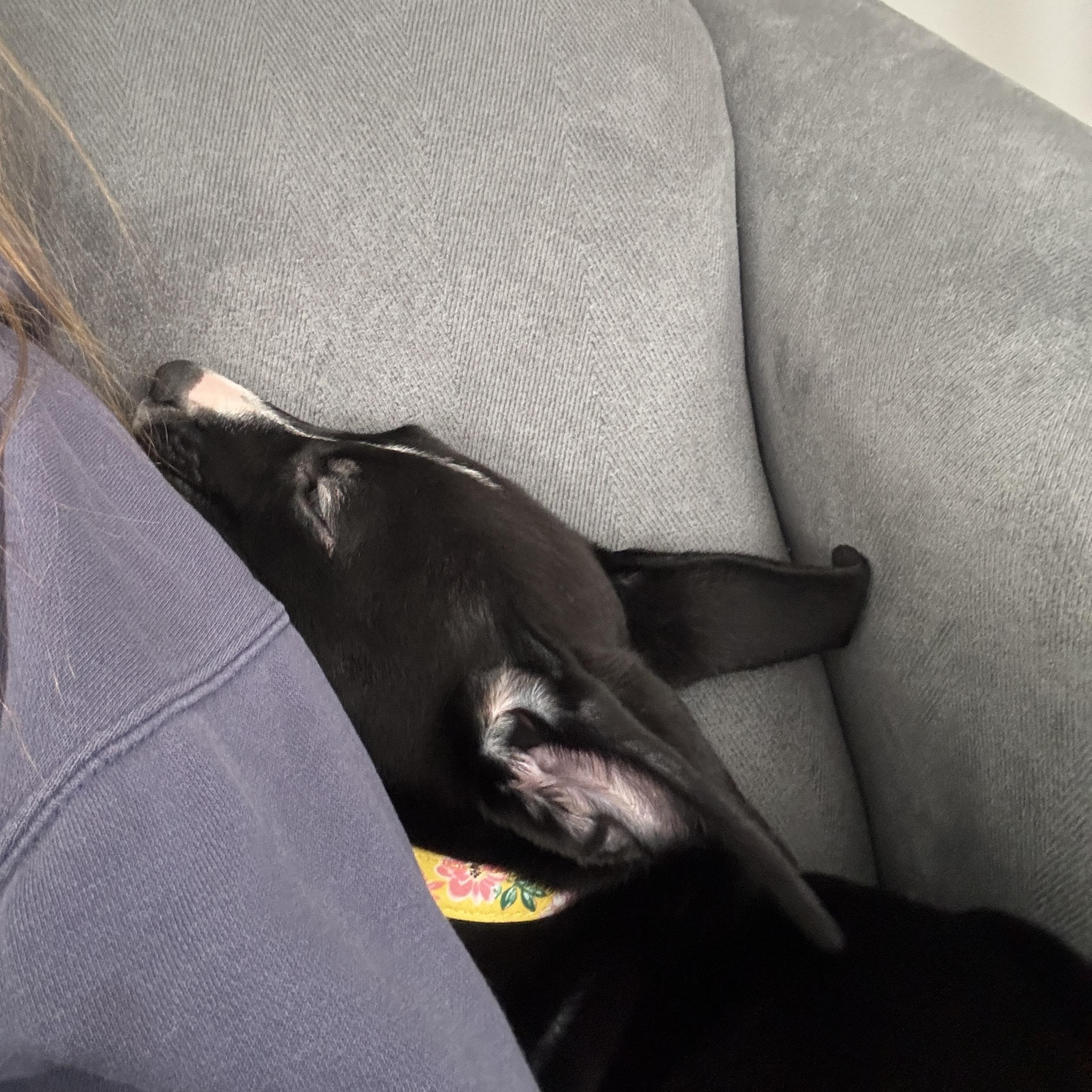 Enlarge Millie, a Adoptable mixed breed in Crystal Lake, IL image 3/6