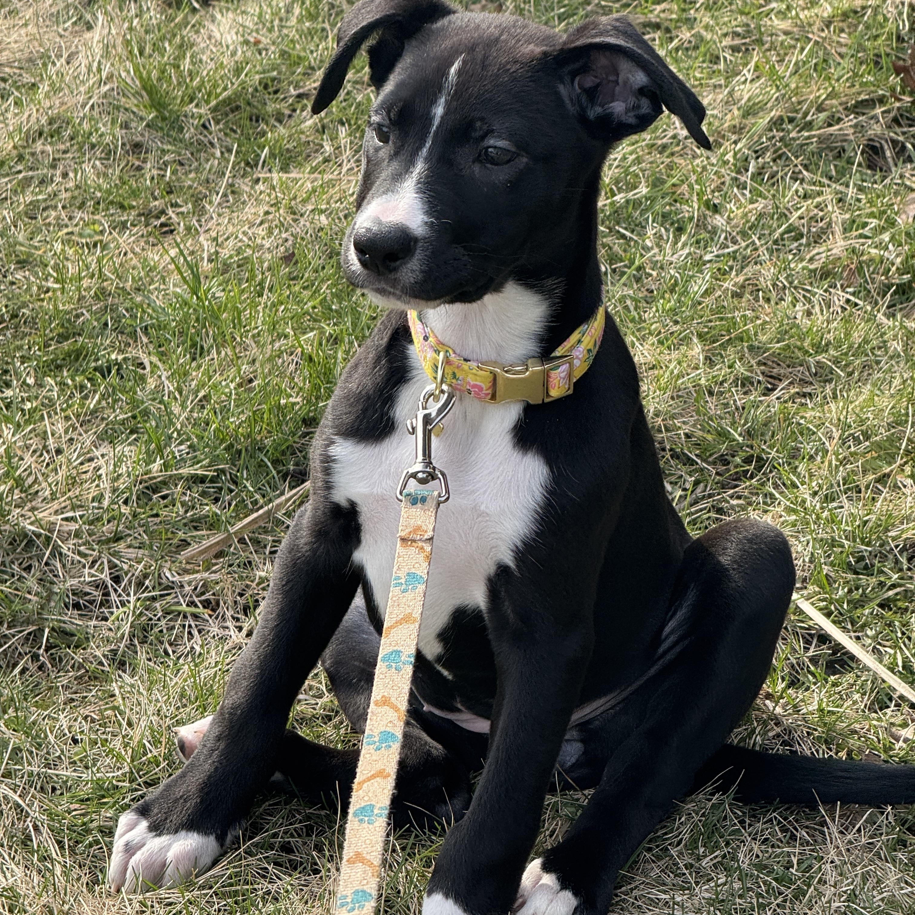 Enlarge Millie, a Adoptable mixed breed in Crystal Lake, IL image 1/6