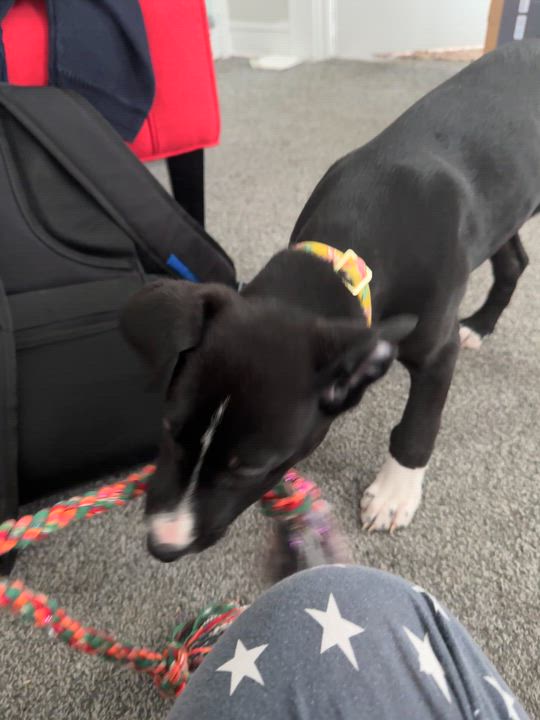 Enlarge Millie, a Adoptable mixed breed in Crystal Lake, IL video 5/6