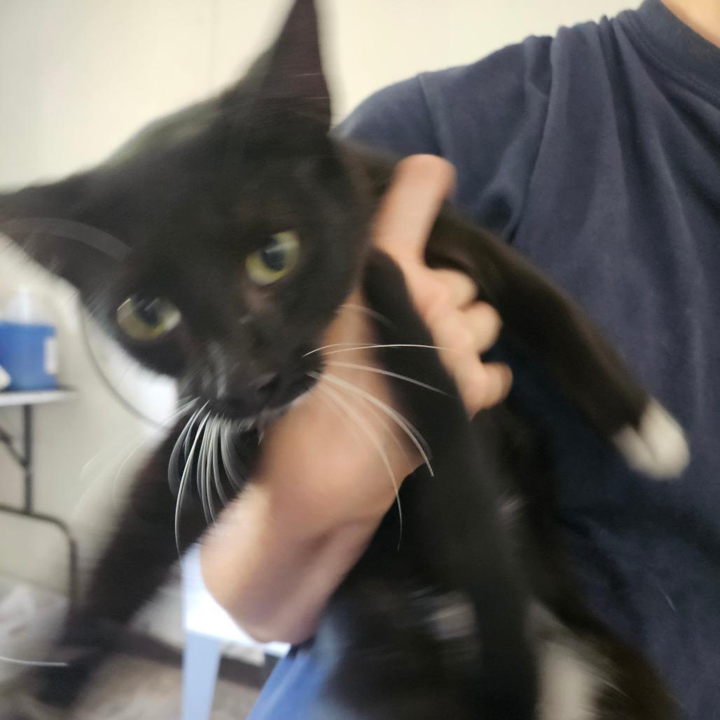Enlarge Ivan, a Adoptable Domestic Short Hair in Hattiesburg, MS image 1/1