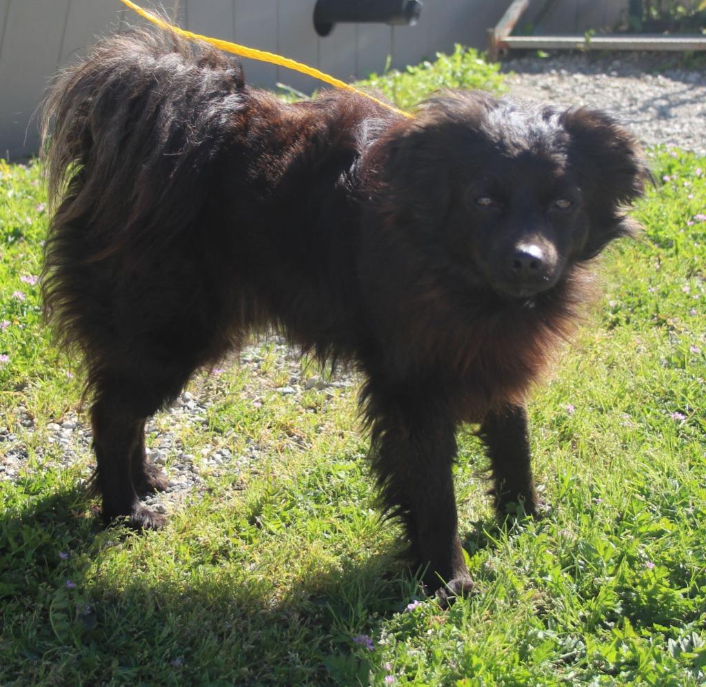 Baxter, Adoptable, Adult Male Pomeranian & Mixed Breed.