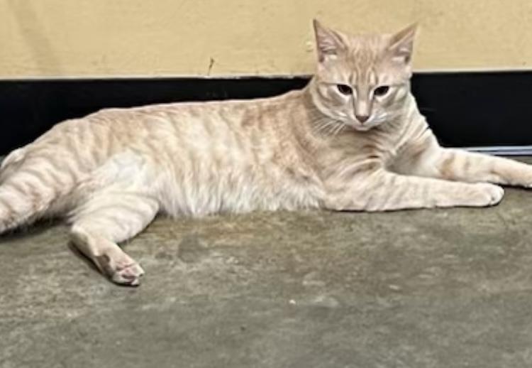 Baylor, Adoptable, Young Male Domestic Short Hair.