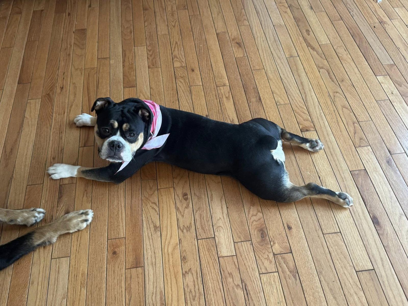 Sophie, a Adopted English Bulldog in Fort Thomas, KY image 1/3