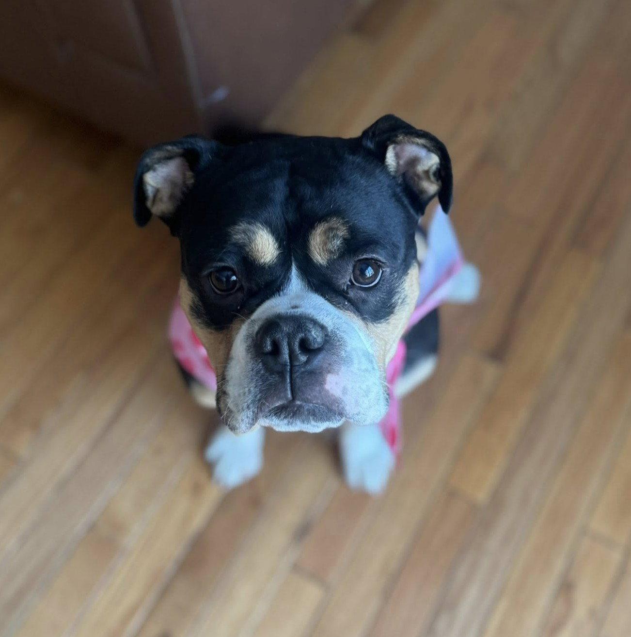Sophie, a Adopted English Bulldog in Fort Thomas, KY image 2/3