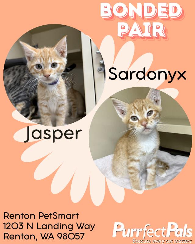 Jasper, Adoptable, Young Male Domestic Short Hair.