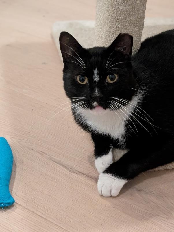 Bobby, Adoptable, Adult Male Tuxedo & Domestic Short Hair.