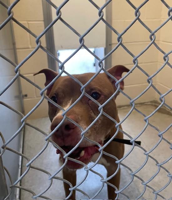 Enlarge Lex, a Adopted mixed breed in Windsor Locks, CT image 1/2