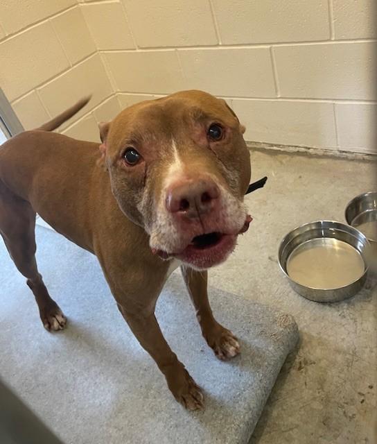 Lex, Adopted, Adult Male Pit Bull Terrier & Mixed Breed.