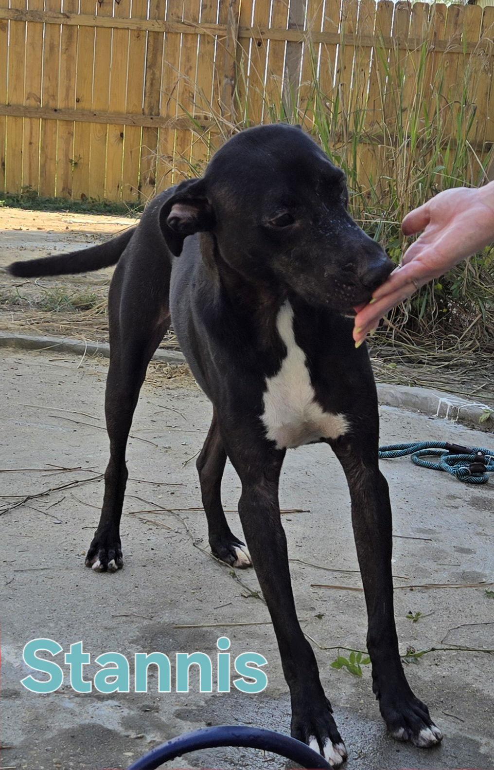 Enlarge Stannis, a Adoptable mixed breed in Jackson, MS image 1/3