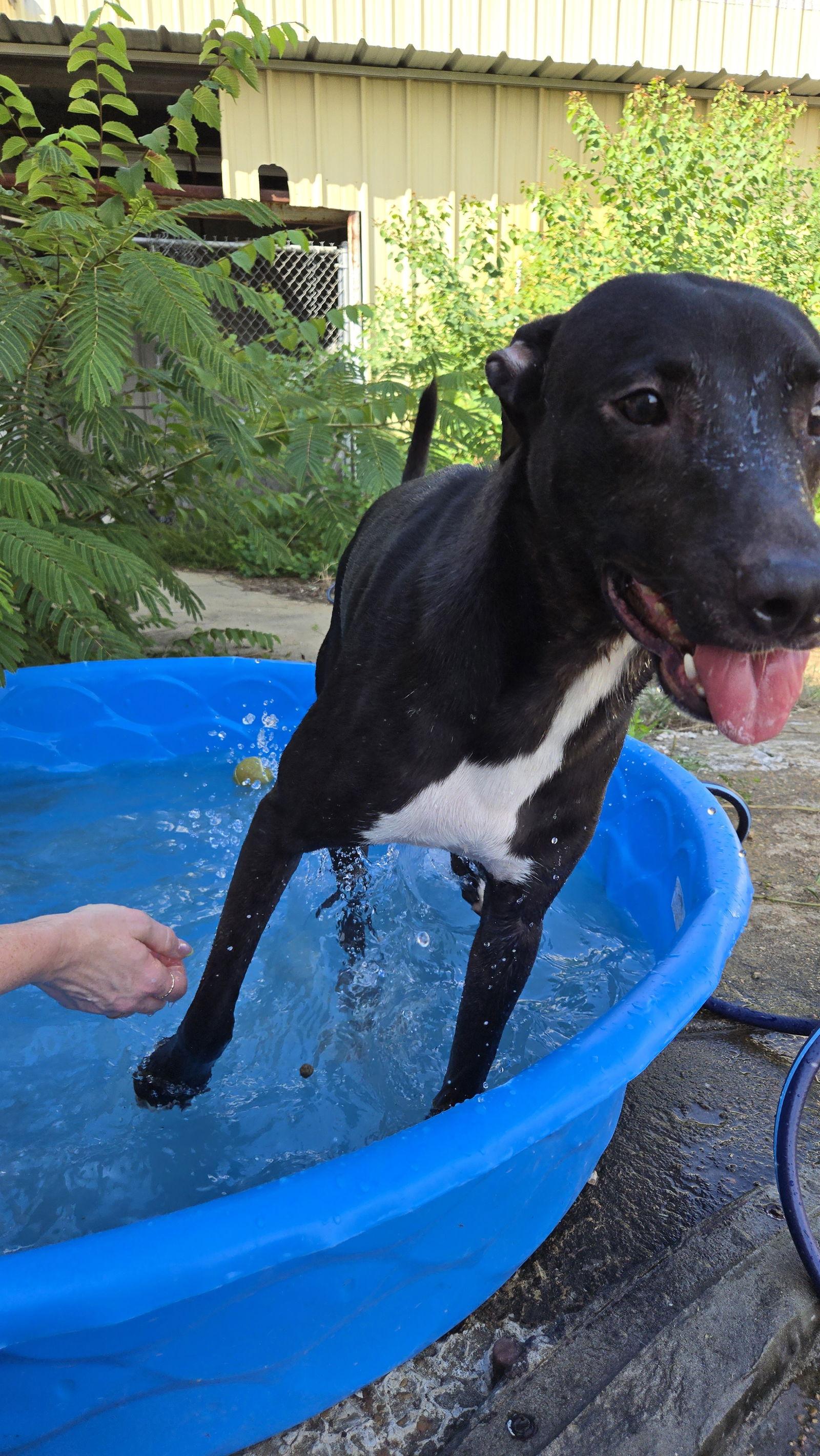 Enlarge Stannis, a Adoptable mixed breed in Jackson, MS image 2/3