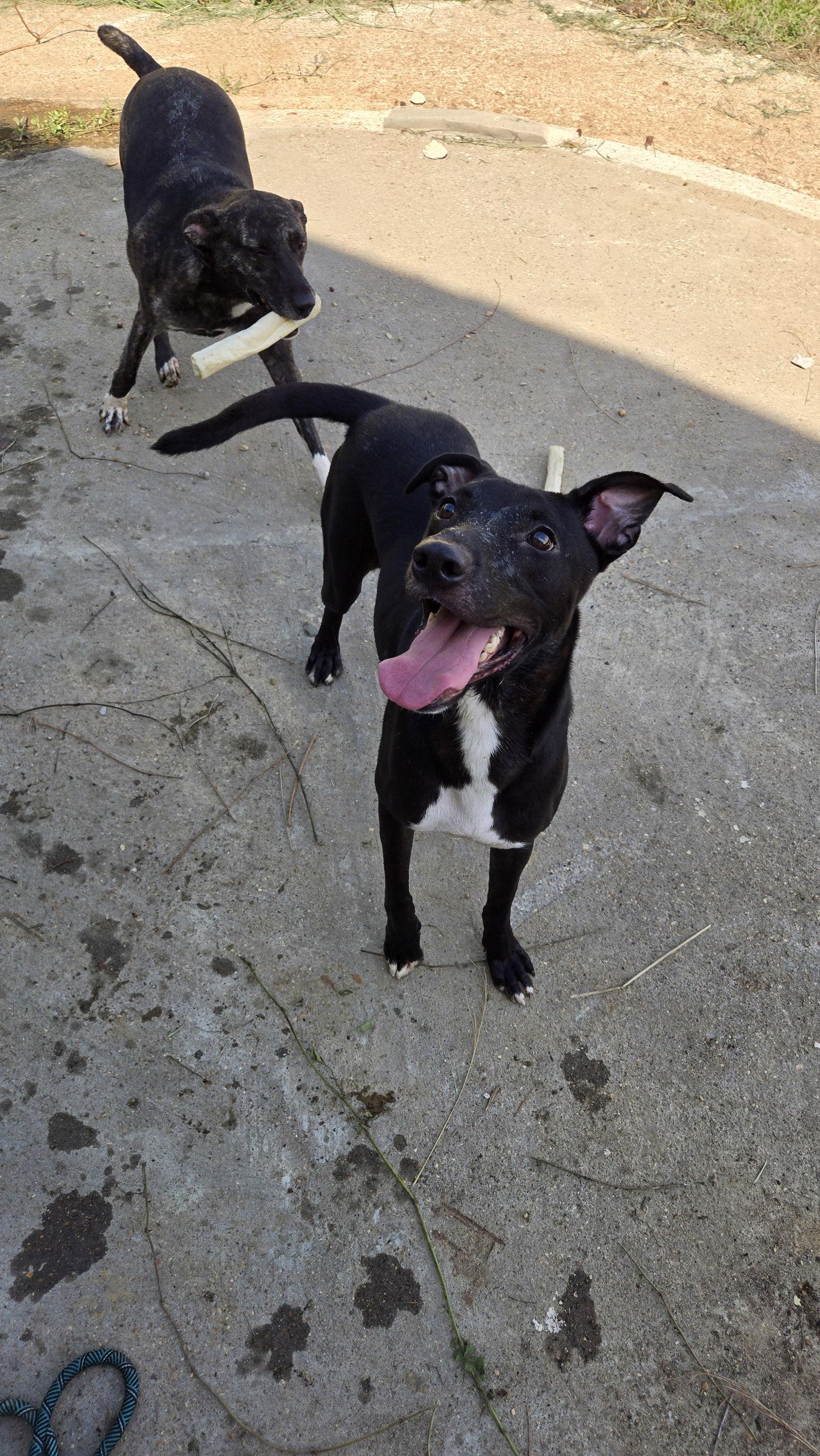 Enlarge Stannis, a Adoptable mixed breed in Jackson, MS image 3/3
