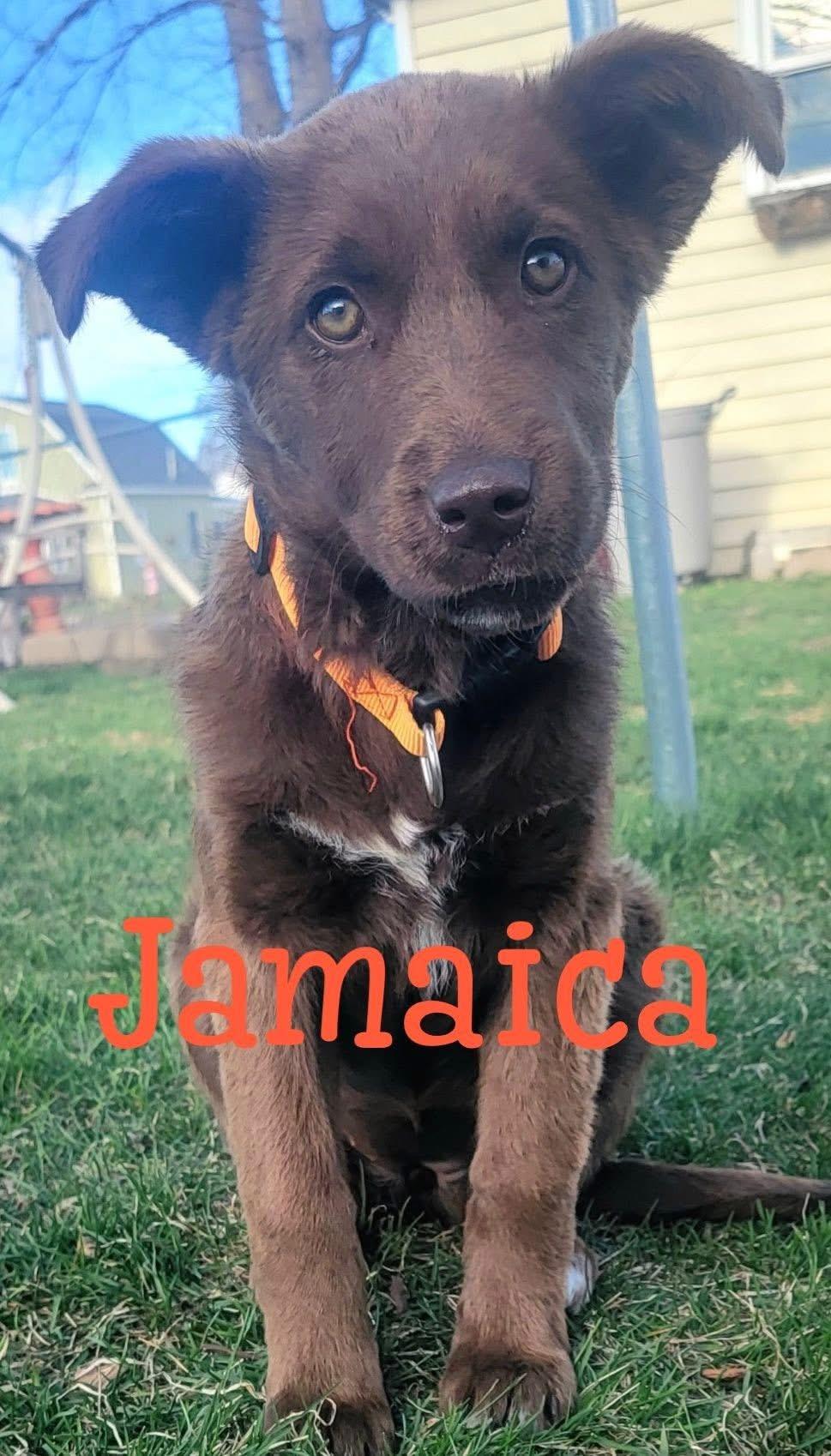 CoffeeSisters-Jamaica, Adoptable, Young Female Australian Cattle Dog / Blue Heeler & Border Collie.