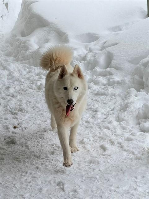 BUTTON, Adoptable, Adult Male Siberian Husky.