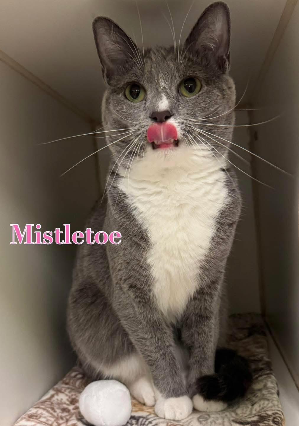 Mistletoe, Adoptable, Adult Female Domestic Short Hair.