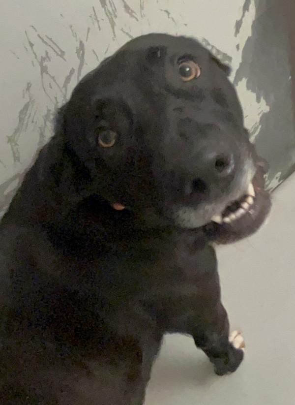 Enlarge Karma, a Adoptable mixed breed in Winnipeg, MB image 2/2