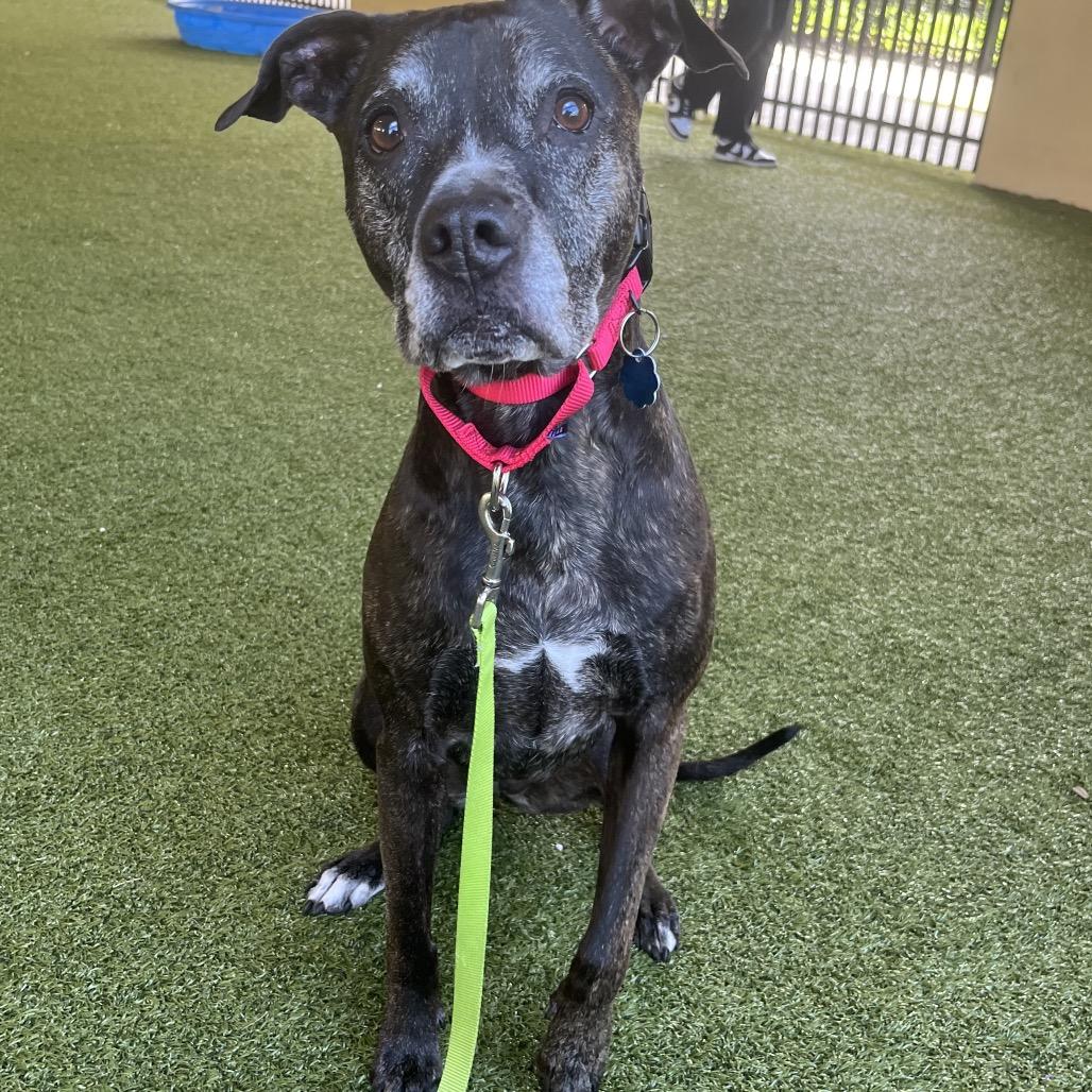 Kali, Adoptable, Senior Female Bull Terrier.
