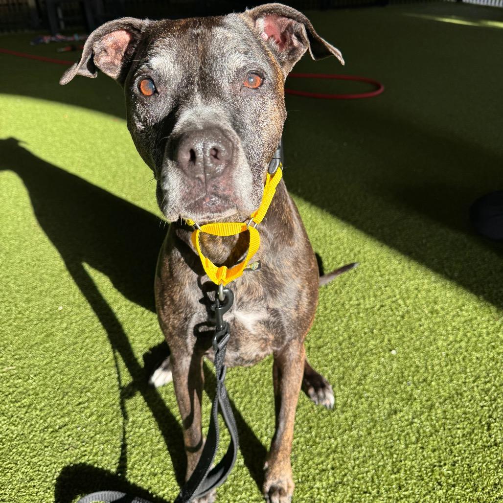 Enlarge Kali, a Adoptable Bull Terrier in West Palm Beach, FL image 2/5