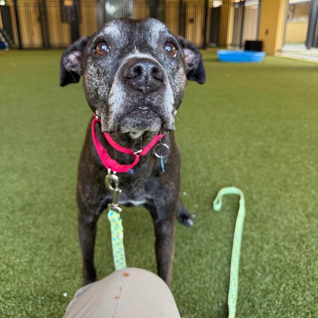 Enlarge Kali, a Adoptable Bull Terrier in West Palm Beach, FL image 3/5
