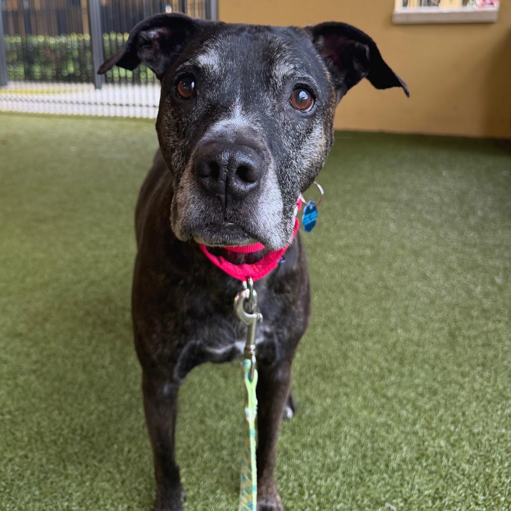 Enlarge Kali, a Adoptable Bull Terrier in West Palm Beach, FL image 4/5