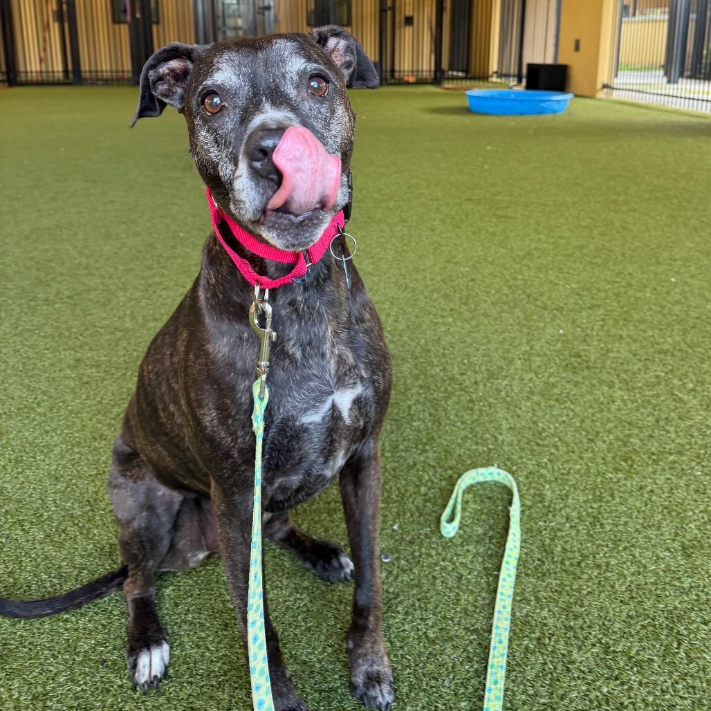 Enlarge Kali, a Adoptable Bull Terrier in West Palm Beach, FL image 5/5