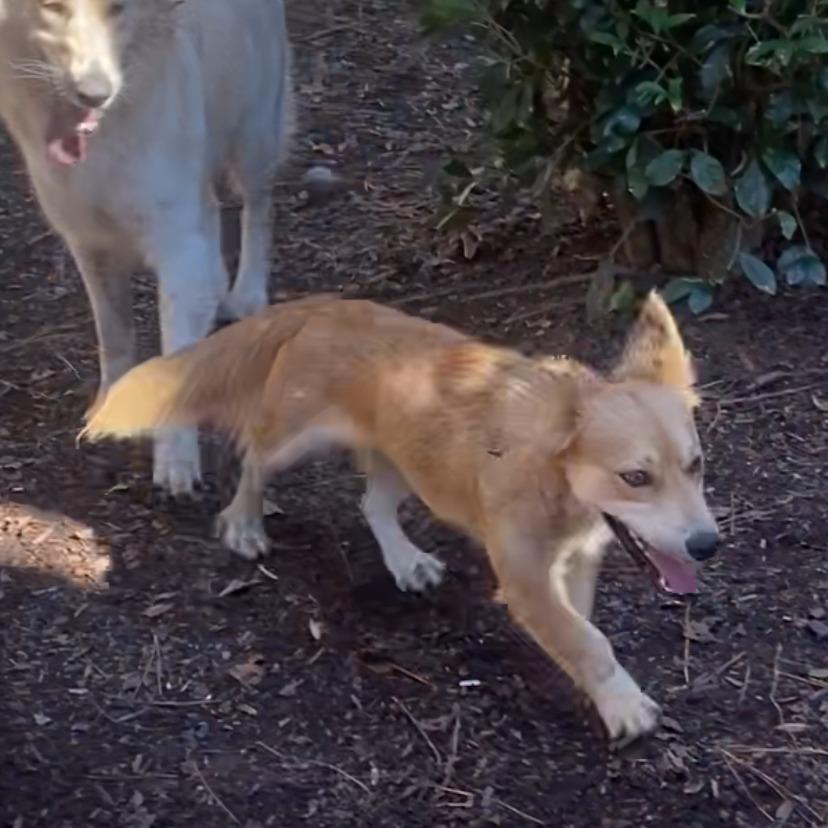 Lucie, Adoptable, Adult Female Mixed Breed.