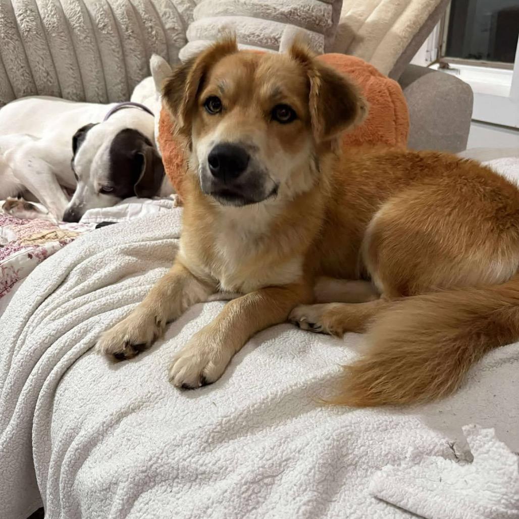 Lucie, a Adoptable Mixed Breed in Raleigh, NC image 3/5