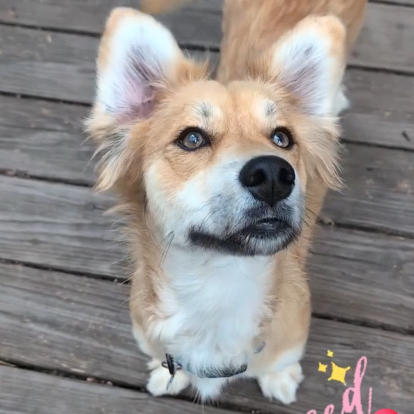 Lucie, a Adoptable Mixed Breed in Raleigh, NC image 4/5