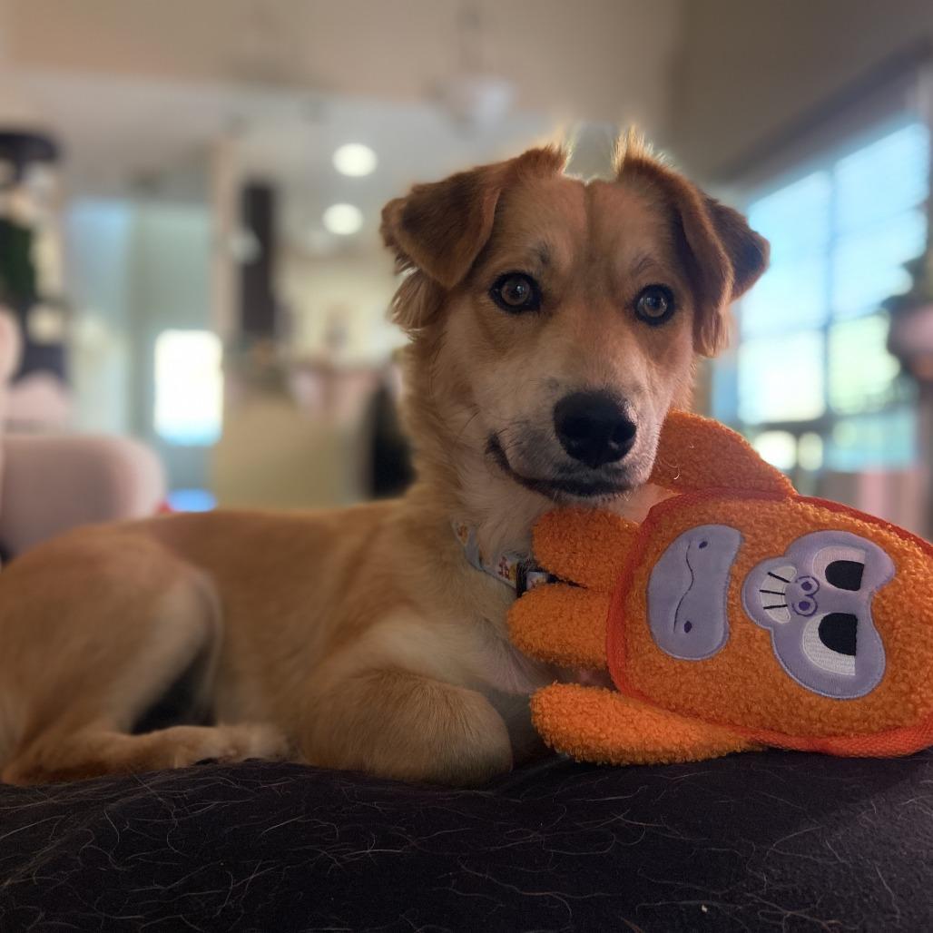 Lucie, a Adoptable Mixed Breed in Raleigh, NC image 5/5