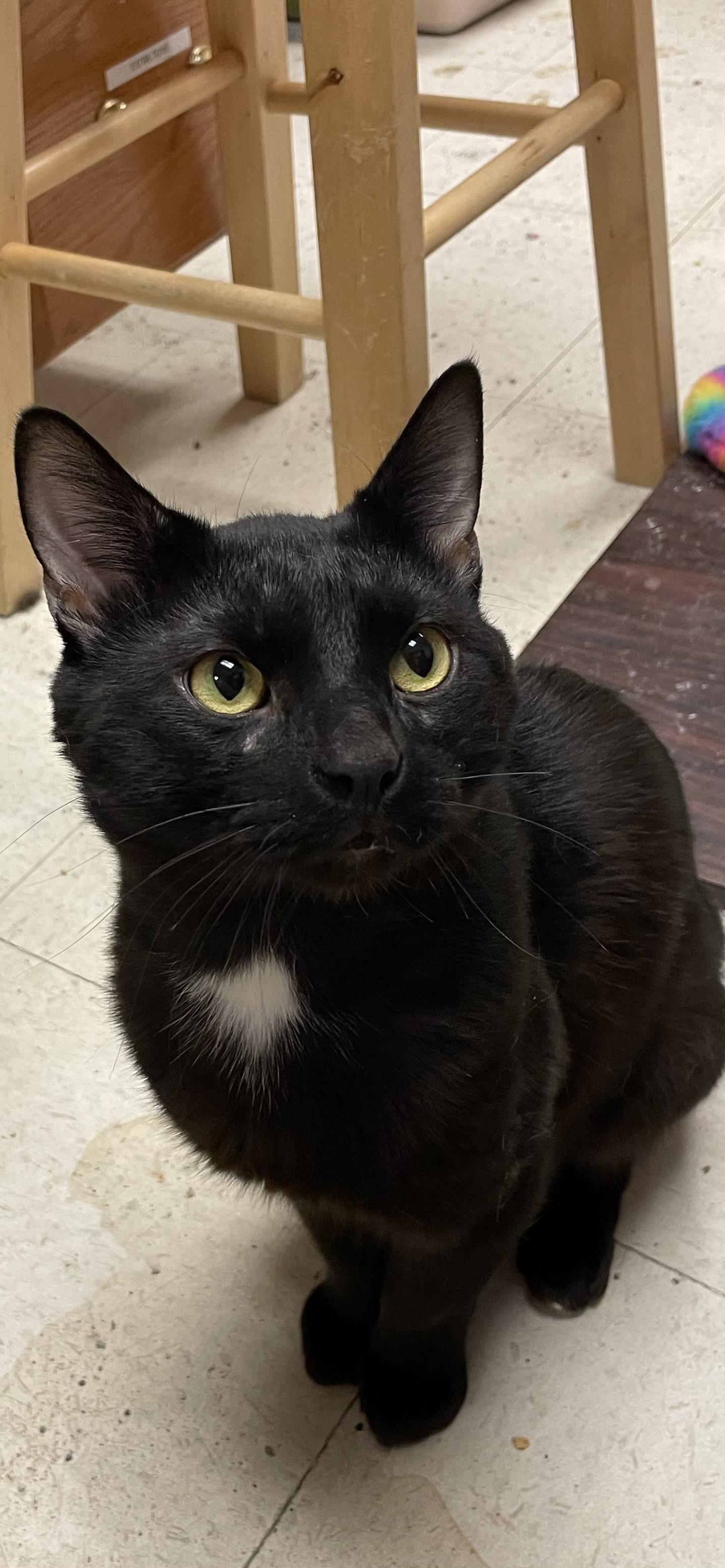 Enlarge Stormy, a ADOPTABLE Domestic Short Hair in Monson, MA image 2/2