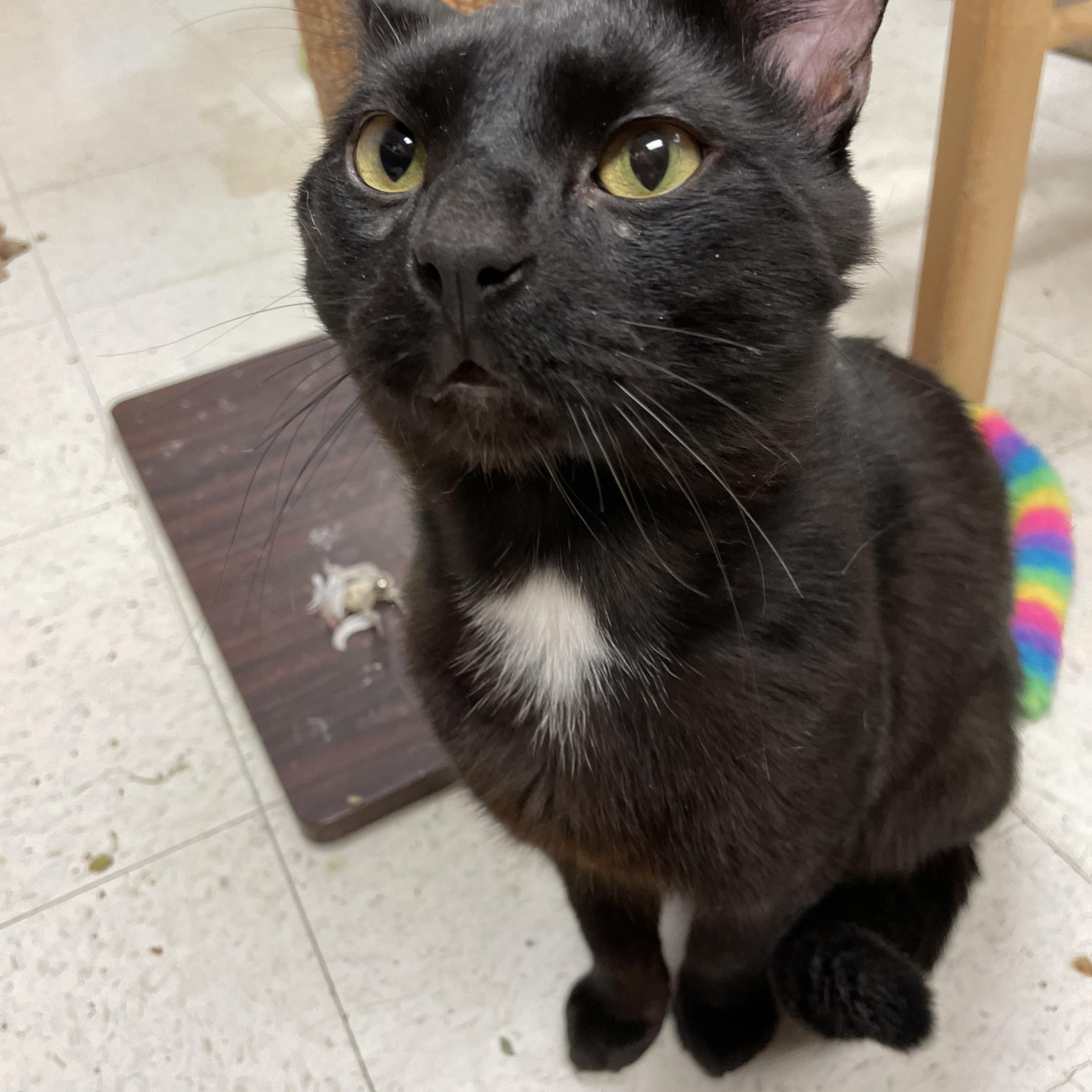 Stormy, ADOPTABLE, Adult Male Domestic Short Hair.