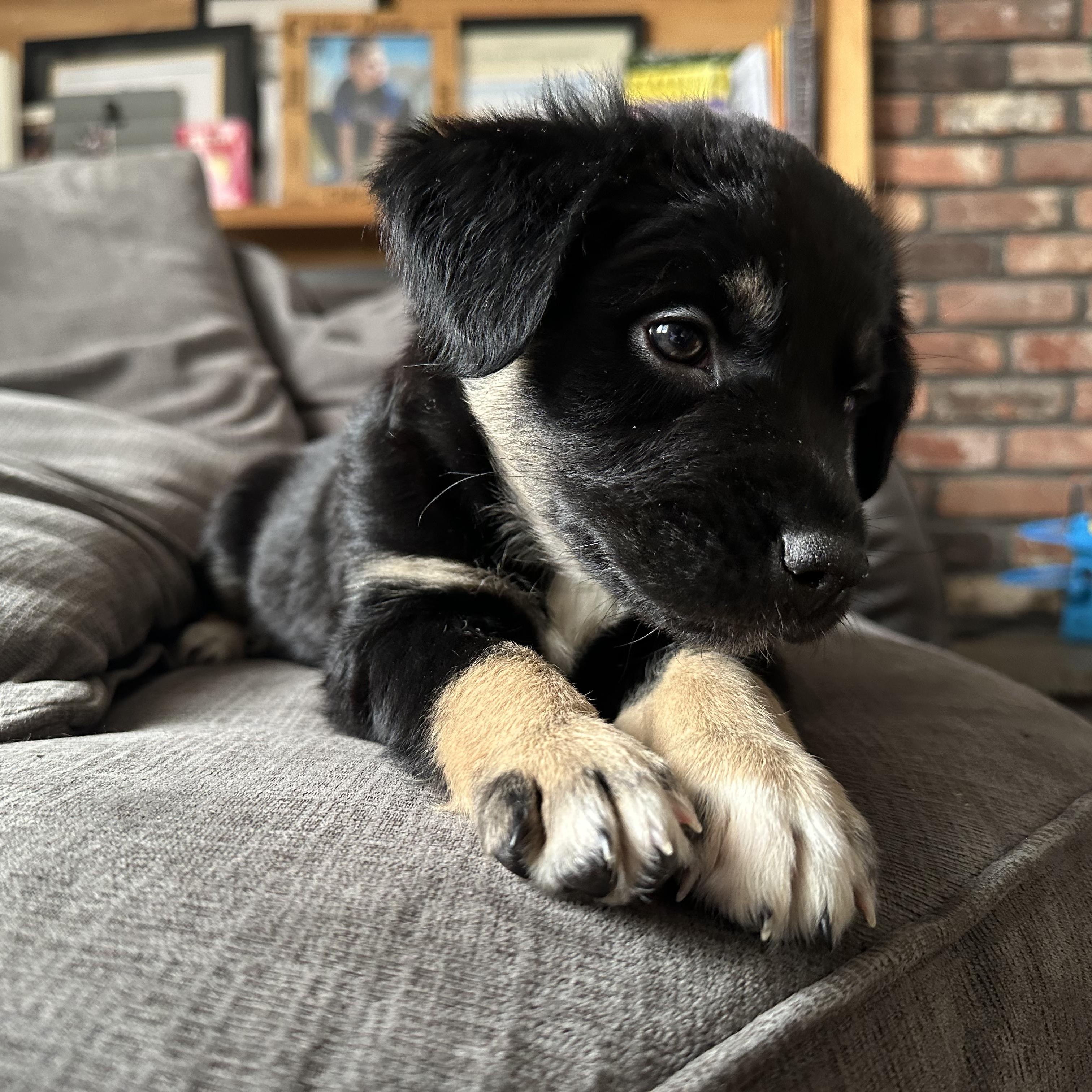 Enlarge Lauren, a Adoptable mixed breed in Copiague, NY image 5/5